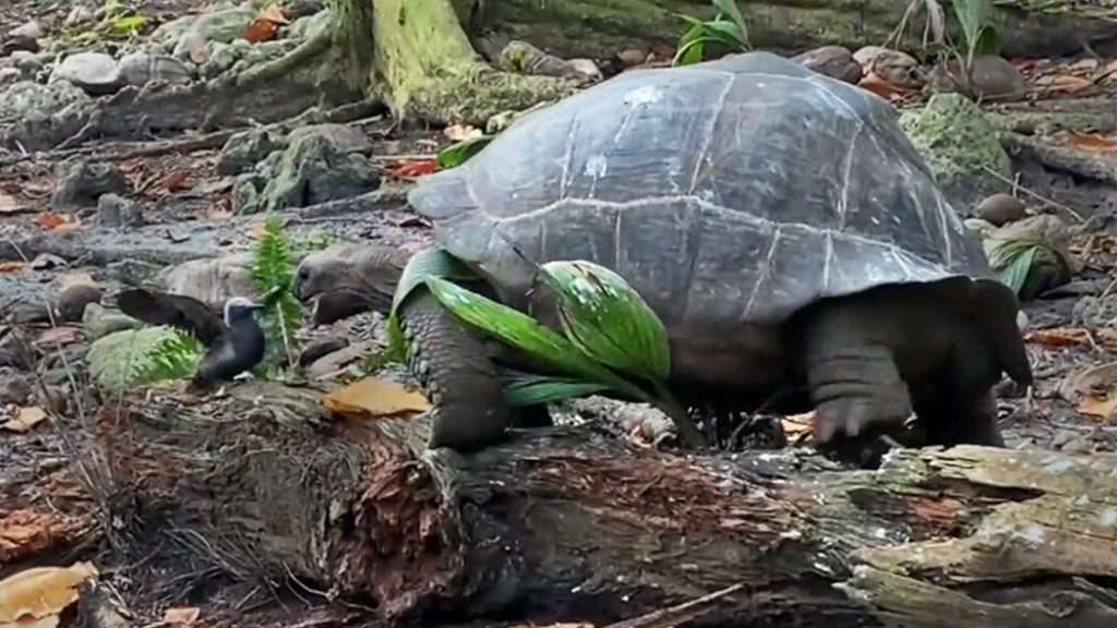 23tb tortoise video image videoSixteenByNine1050