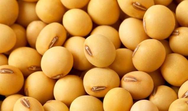Trade minister expresses worry about rising Soya Bean exports