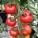 Chief Executive Officer for the Chamber of Agribusiness Ghana, Anthony Morrison, has called on government and relevant stakeholders to address the issue of tomato post-harvest losses in the country.