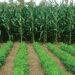 Zimbabwean Youth Leading the Charge in Agriculture in Africa 11 Image Credit : FAO