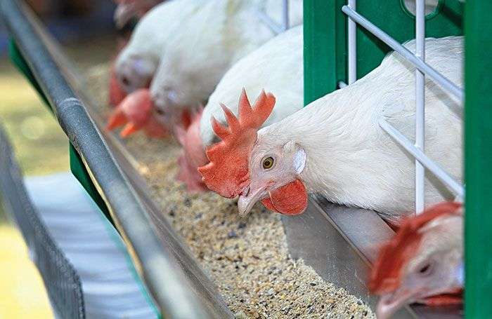 chickens eating feed