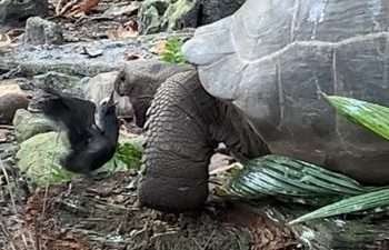 A video showing the astonishing moment an Aldabra giant tortoise hunted and devoured a noddy tern chick has taken scientists by surprise.