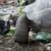 Giant tortoise stuns scientists as it devours a bird 11 A video showing the astonishing moment an Aldabra giant tortoise hunted and devoured a noddy tern chick has taken scientists by surprise.