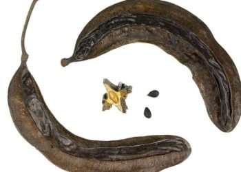 A Nigerian Researcher Discovers Potential Plant for Epilepsy Treatment 1 A Nigerian Researcher Discovers Potential Plant for Epilepsy Treatment
