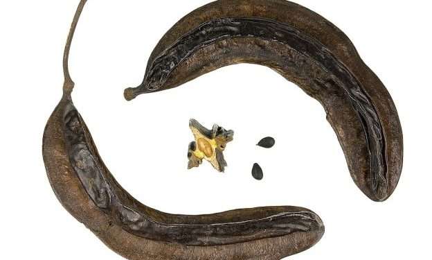 A Nigerian Researcher Discovers Potential Plant for Epilepsy Treatment 1 Tetrapleura tetraptera