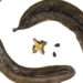 A Nigerian Researcher Discovers Potential Plant for Epilepsy Treatment 14 Tetrapleura tetraptera