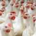 Farmers being trained to adopt biosecurity methods to fight bird flu- Dr. Mensah