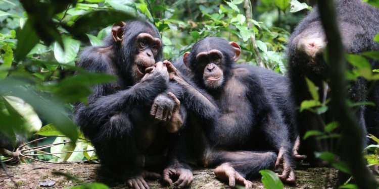 Western chimpanzees under threat in Ghana, 7 other West African countries