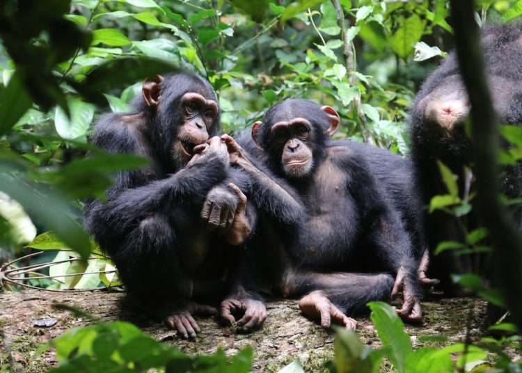 Western chimpanzees under threat in Ghana, 7 other West African countries