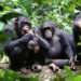Western chimpanzees under threat in Ghana, 7 other West African countries 14 Western chimpanzees under threat in Ghana, 7 other West African countries