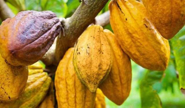 COCOBOD’s syndication loan to go up by 15.4 percent next season 1 COCOBOD’s syndication loan to go up by 15.4 percent next season