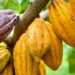 COCOBOD’s syndication loan to go up by 15.4 percent next season