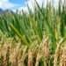 Benchmark value reduction policy biting hard on local rice production