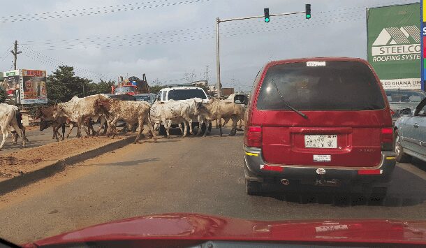 Cattle crossing major roads pose risk to road users- Dr. Pecku 2 cattle