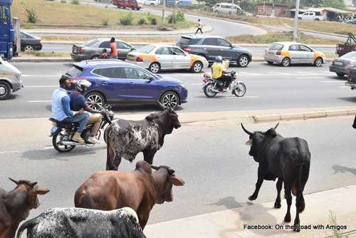 cows mingle at achimota overheadj 01.jpg