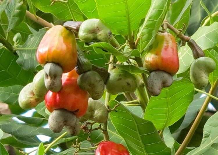 MoFA targets $16 billion annual revenues from tree crop industry
