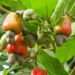 MoFA targets $16 billion annual revenues from tree crop industry