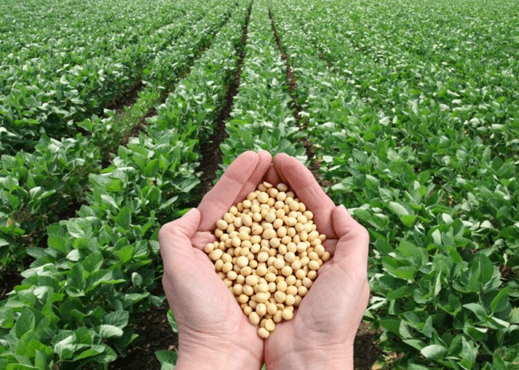 SIL Sensitizes Farmers On Technology-Driven Soybean Production 1 SIL Sensitizes Farmers On Technology-Driven Soybean Production