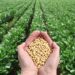 SIL Sensitizes Farmers On Technology-Driven Soybean Production