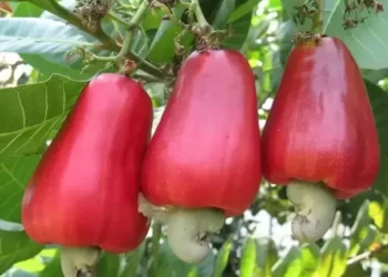 Cashew Nuts Remain the Largest Non-Traditional Export Commodity in Ghana 6 Cashew Nuts Remain the Largest Non-Traditional Export Commodity in Ghana