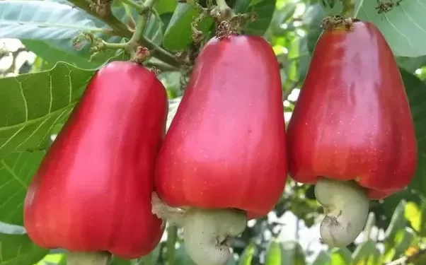 Cashew Nuts Remain the Largest Non-Traditional Export Commodity in Ghana