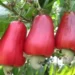 Cashew Nuts Remain the Largest Non-Traditional Export Commodity in Ghana