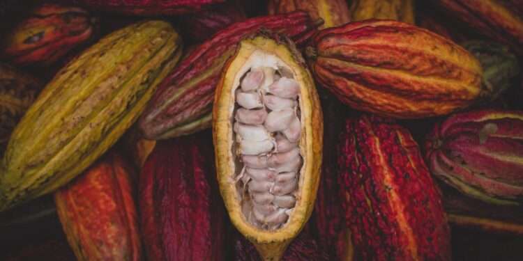 Ghana’s Cocoa Production To Decline By 10% In The 2021/22 Season - BoG 1 Ghana’s Cocoa Production To Decline By 10% In The 2021/22 Season - BoG
