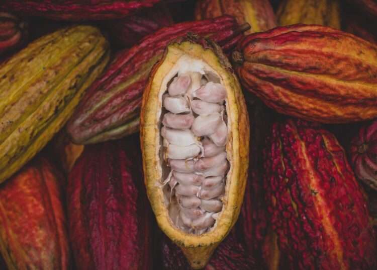 Ghana’s Cocoa Production To Decline By 10% In The 2021/22 Season - BoG 1 Ghana’s Cocoa Production To Decline By 10% In The 2021/22 Season - BoG