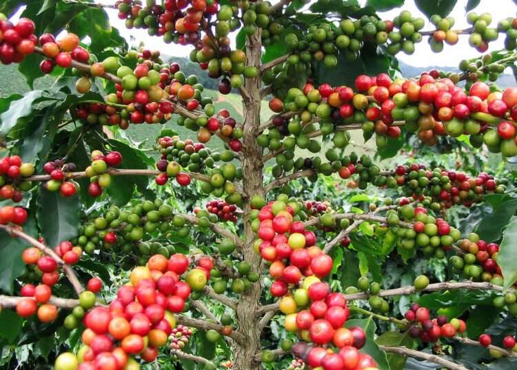 Gov’t Earmarks GH¢2.08 Million To Support Coffee Production In 2021/2022 Season 1 Gov’t Earmarks GH¢2.08 Million To Support Coffee Production In 2021/2022 Season