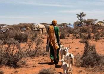 Worsening Drought & Conflict Pose Risk of Extreme Hunger in the Horn of Africa, Warns IRC