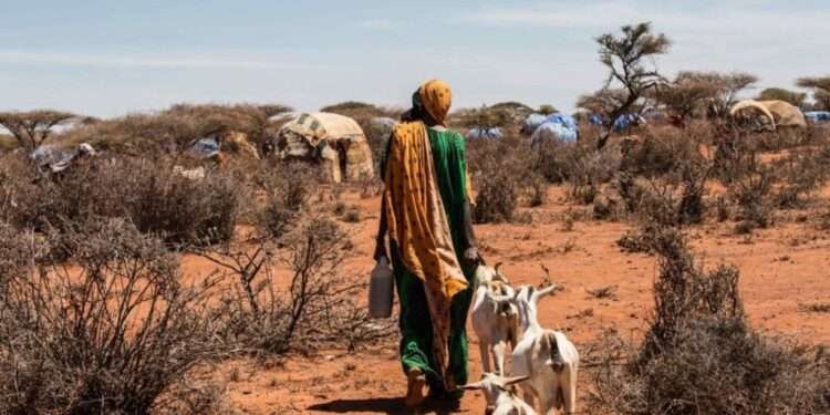 Worsening Drought & Conflict Pose Risk of Extreme Hunger in the Horn of Africa, Warns IRC