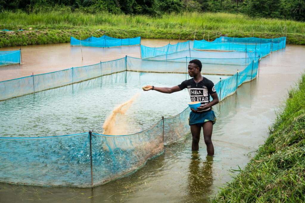 Fish Farming in Ghana scaled 1