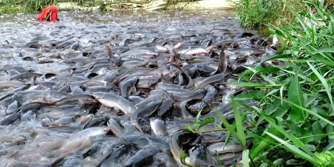 AFJ Initiative To Produce 116.64mt Of Fish In 2022 1 AFJ Initiative To Produce 116.64mt Of Fish In 2022