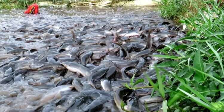 AFJ Initiative To Produce 116.64mt Of Fish In 2022