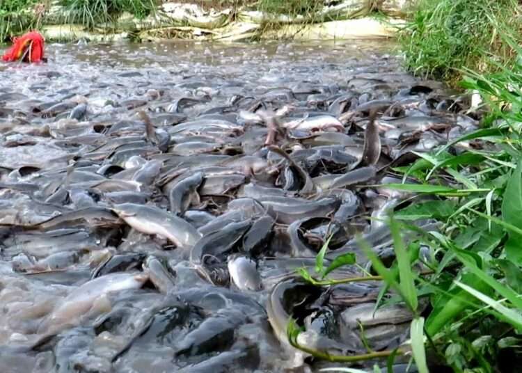 AFJ Initiative To Produce 116.64mt Of Fish In 2022