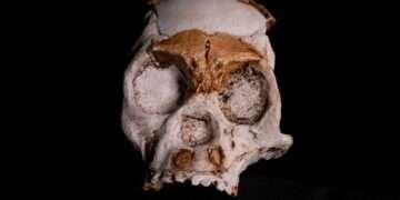 Fossilized Remains Of Early Hominid Child Who Died Almost 250,000 Years Discovered