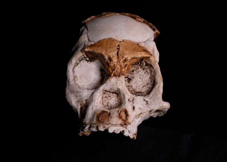 Remains Of Early Hominid Child Who Died Almost 250,000 Years Discovered 1 Fossilized Remains Of Early Hominid Child Who Died Almost 250,000 Years Discovered