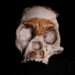 Fossilized Remains Of Early Hominid Child Who Died Almost 250,000 Years Discovered