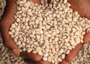 Commercialize Production Of GM Cowpea Seed Variety, Seed Producers Urge Gov’t