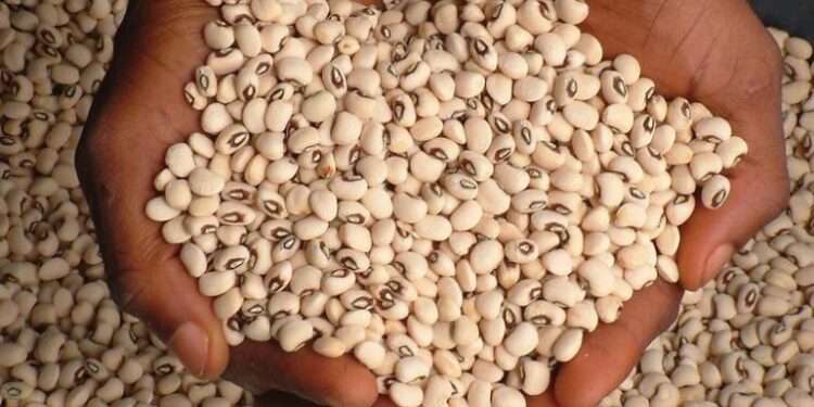 Commercialize Production Of GM Cowpea Seed Variety, Seed Producers Urge Gov’t