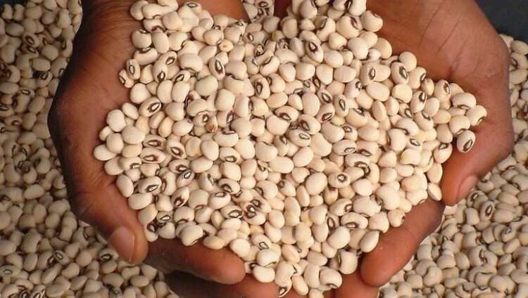 Commercialize Production Of GM Cowpea Seed Variety, Seed Producers Urge Gov’t