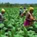 Farmers Day Celebration Scheduled for December 3 12 Deputy Minister for Food and Agriculture (Crops), Mr Yaw Frimpong Addo, has disclosed that the annual farmers day celebration is scheduled to take place on December 3, 2021.