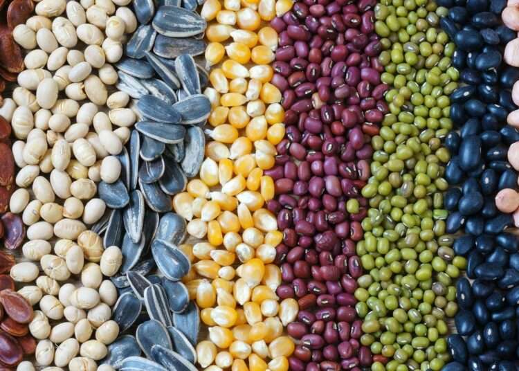 Nigeria Supplies over 50% of seeds utilized in West Africa― NASC 1 seeds