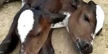calf The creature was born on the farm in the Brazilian municipality of Nova Venecia in the state of Espirito Santo and it is currently unable to stand up or feed naturally.