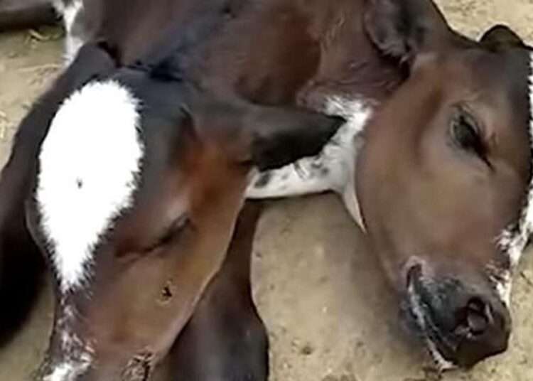 Shock as 'mutant' Two-Headed Calf is Born in Brazil 1 calf The creature was born on the farm in the Brazilian municipality of Nova Venecia in the state of Espirito Santo and it is currently unable to stand up or feed naturally.