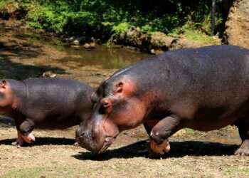 Two Hippopotamuses Test Positive for Covid at a Belgium Zoo 1 Zoo in Belgium have tested positive for Covid-19, making it the first reported instance of a novel coronavirus infection in the species.
