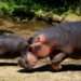 Two Hippopotamuses Test Positive for Covid at a Belgium Zoo 12 Zoo in Belgium have tested positive for Covid-19, making it the first reported instance of a novel coronavirus infection in the species.