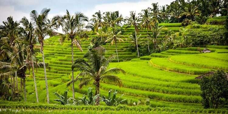 A farm in the Central region