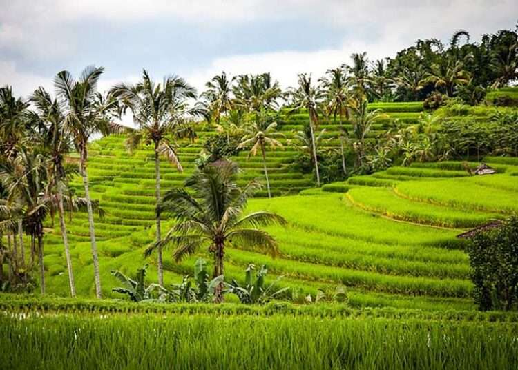 ADB throws National Best Farmers party 1 A farm in the Central region