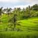 A farm in the Central region